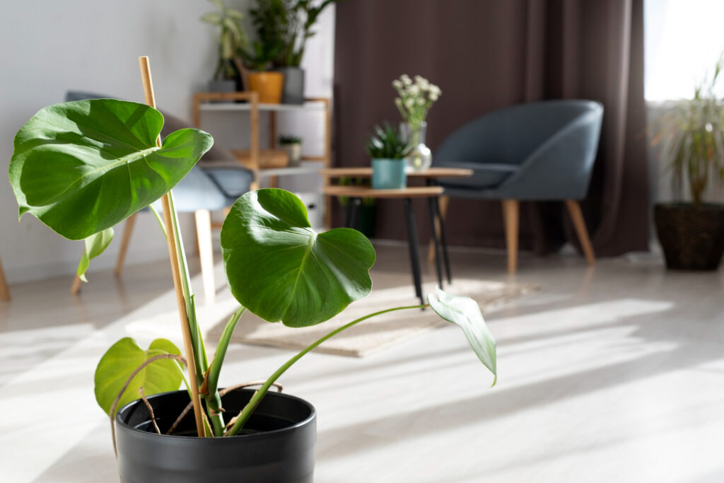 indoor plants as home decor