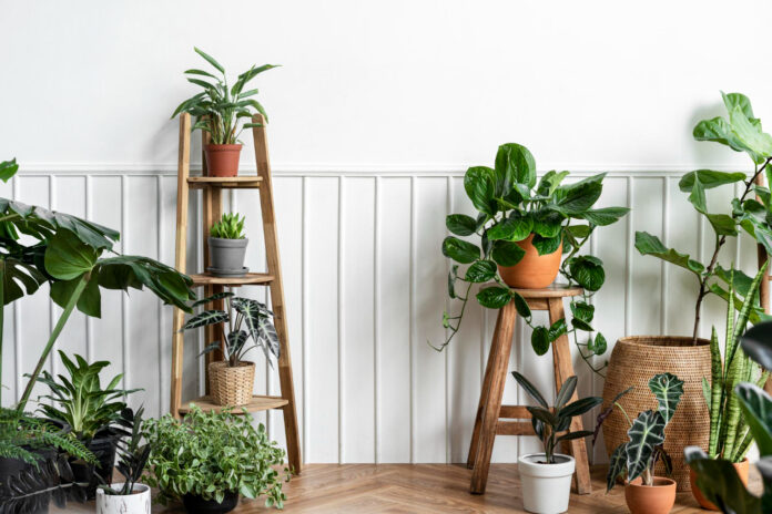 indoor plants