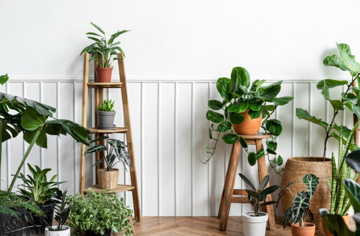 indoor plants