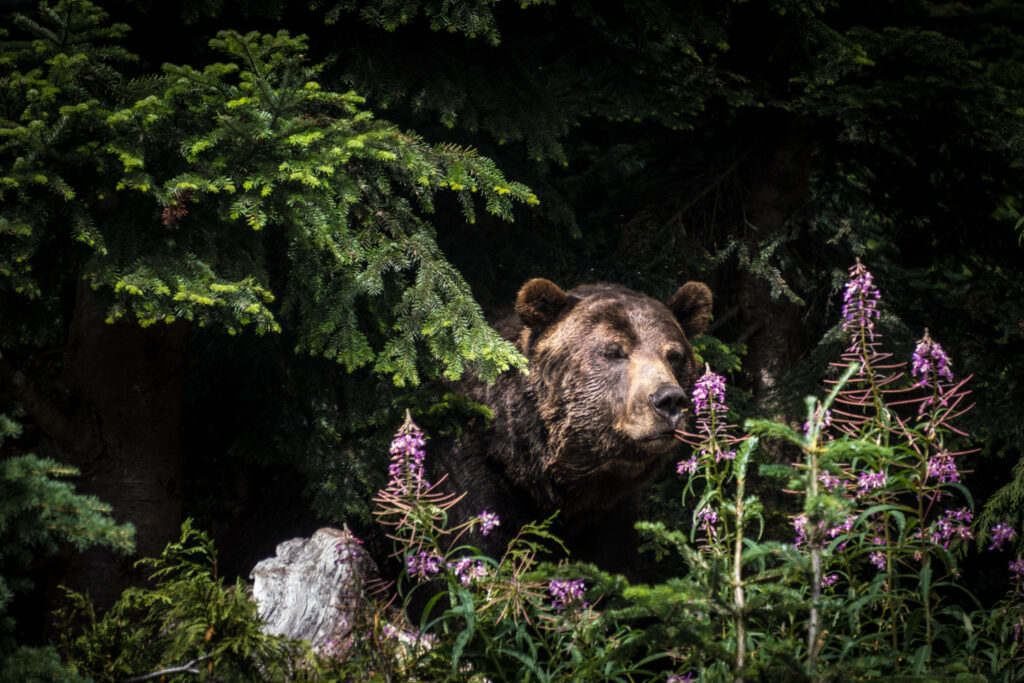 closeup shot of a grizzly bear standing among trees at grouse mountain in vancouver, canada