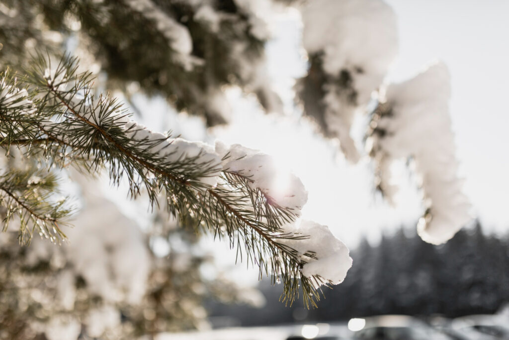 fir branch with snow